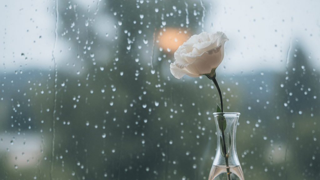 雨粒が流れる窓辺に置かれた、一輪の花