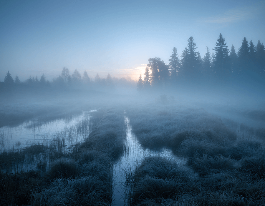 霧がかった早朝の森